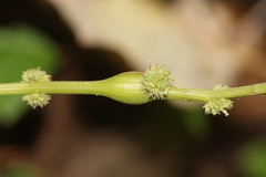 Neolasioptera boehmeriae