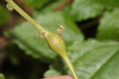 Neolasioptera boehmeriae