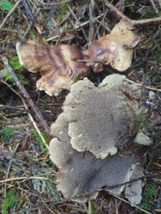 Sarcodon stereosarcinon