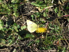 Colias philodice