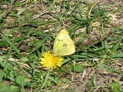 Colias philodice