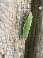 Draeculacephala balli