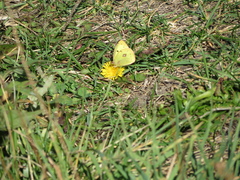 Colias philodice