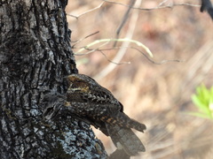 Antrostomus arizonae