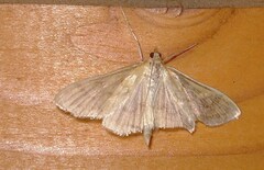 Paratalanta pandalis