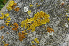 Phaeophyscia