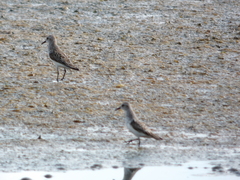 Calidris pusilla