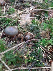 Gomphidius glutinosus