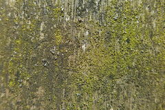 Candelariella