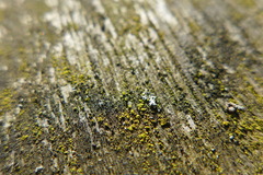 Candelariella