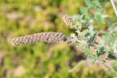 Dalea villosa