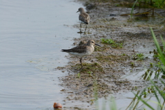 Calidris melanotos