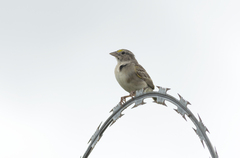 Ammodramus humeralis