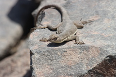 Microlophus peruvianus