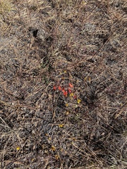 Penstemon rostriflorus