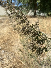 Artemisia douglasiana