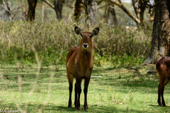 Kobus ellipsiprymnus defassa