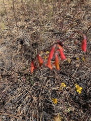 Penstemon rostriflorus