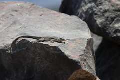 Microlophus peruvianus