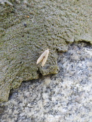 Blastobasis lacticolella