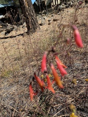 Penstemon rostriflorus