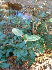 Elaeagnus pungens