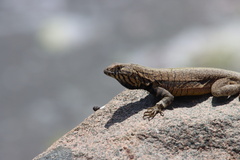 Microlophus peruvianus