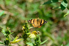 Vanessa abyssinica