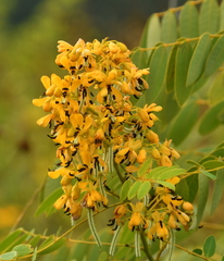 Senna hebecarpa