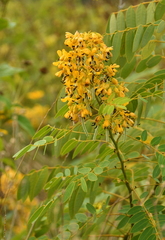 Senna hebecarpa