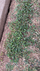 Trachelospermum asiaticum