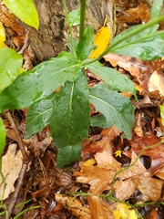 Hieracium lachenalii