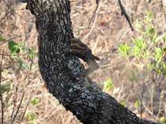 Antrostomus arizonae