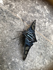 Phocides belus