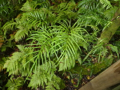 Pteris umbrosa
