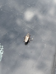 Coelopa