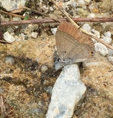 Euchrysops cnejus cnejus