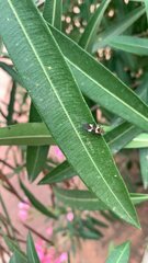 Oncopeltus unifasciatellus