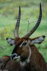 Kobus ellipsiprymnus defassa