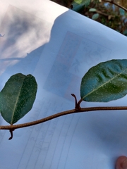 Elaeagnus pungens