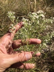 Eupatorium compositifolium