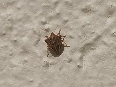 Ancyrosoma leucogrammes