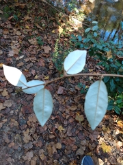 Elaeagnus pungens