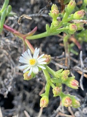 Ruschia multiflora