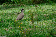 Vanellus coronatus