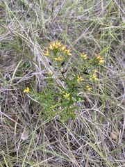 Euthamia leptocephala