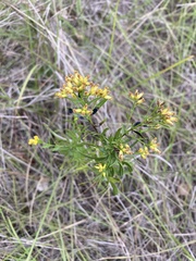 Euthamia leptocephala
