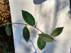 Elaeagnus pungens