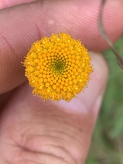 Leptorhynchos squamatus