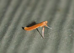 Caloptilia invariabilis